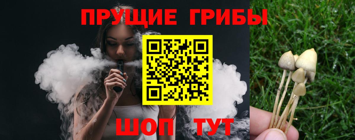 закладки  Вход с VPN  Алатырь  Псилоцибиновые грибы Psilocybe 